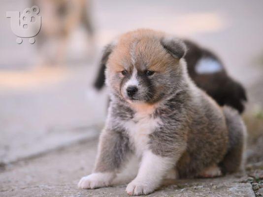 Κουτάβια Akita Inu